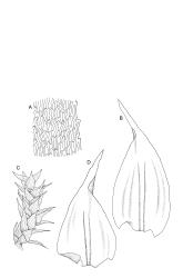 Image: R.C. Wagstaff © Landcare Research 2014 